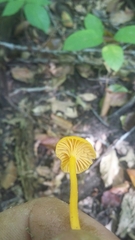 Cantharellus minor