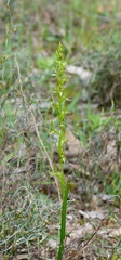 Prasophyllum gracile