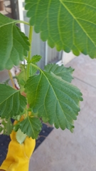 Urtica