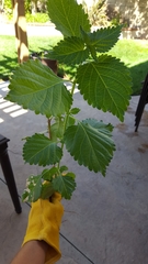 Urtica