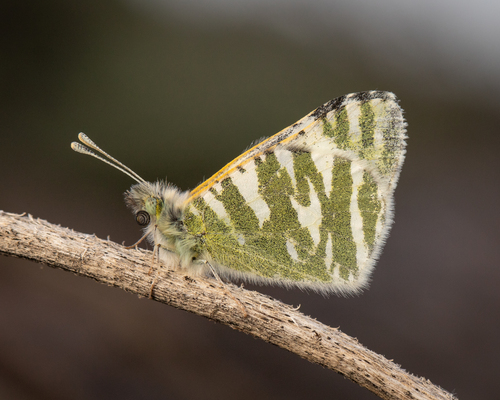 Tenerife Green Striped White
