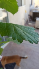 Urtica