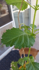 Urtica