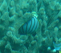 Chaetodon meyeri