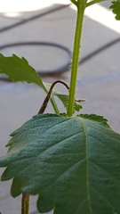 Urtica