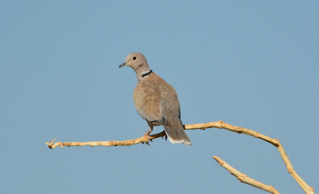 African CollaredDove in December 2022 by Karim Haddad · iNaturalist