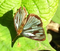 Dynamine postverta mexicana