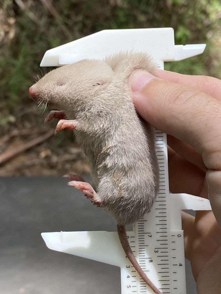 Brazilian Shrew-mouse (Blarinomys breviceps)