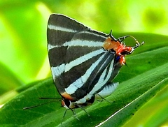 Panthiades bathildis