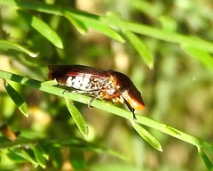 Homalodisca ichthyocephala