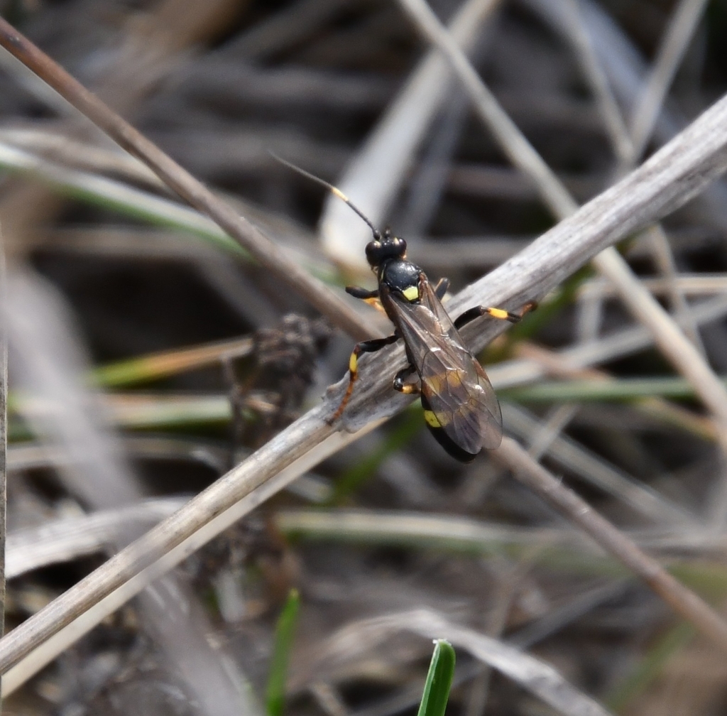 Diphyus palliatorius