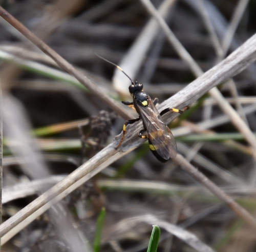 Diphyus palliatorius