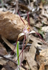 Caladenia melanema