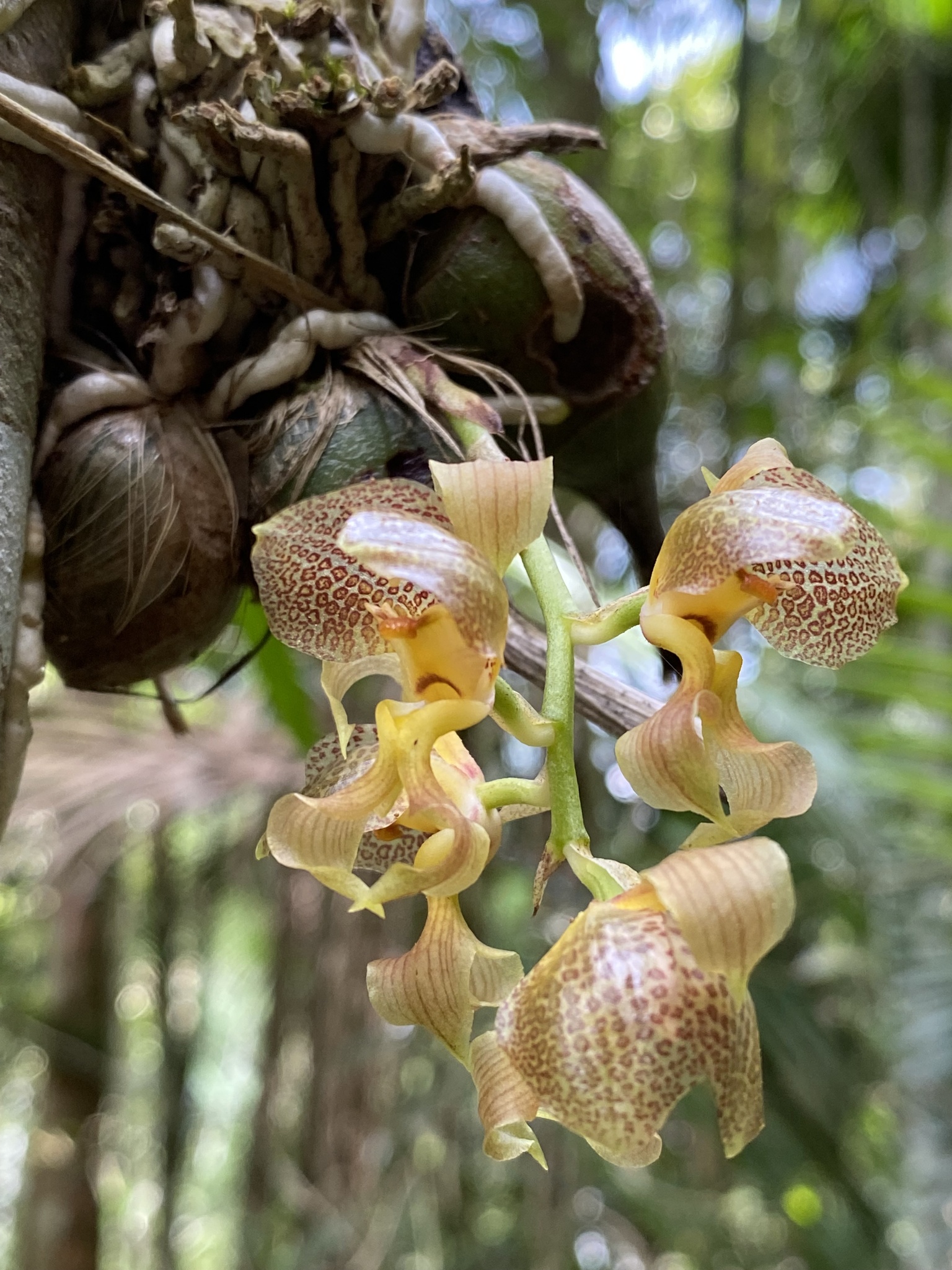 Imagem de Parasita-cebola
