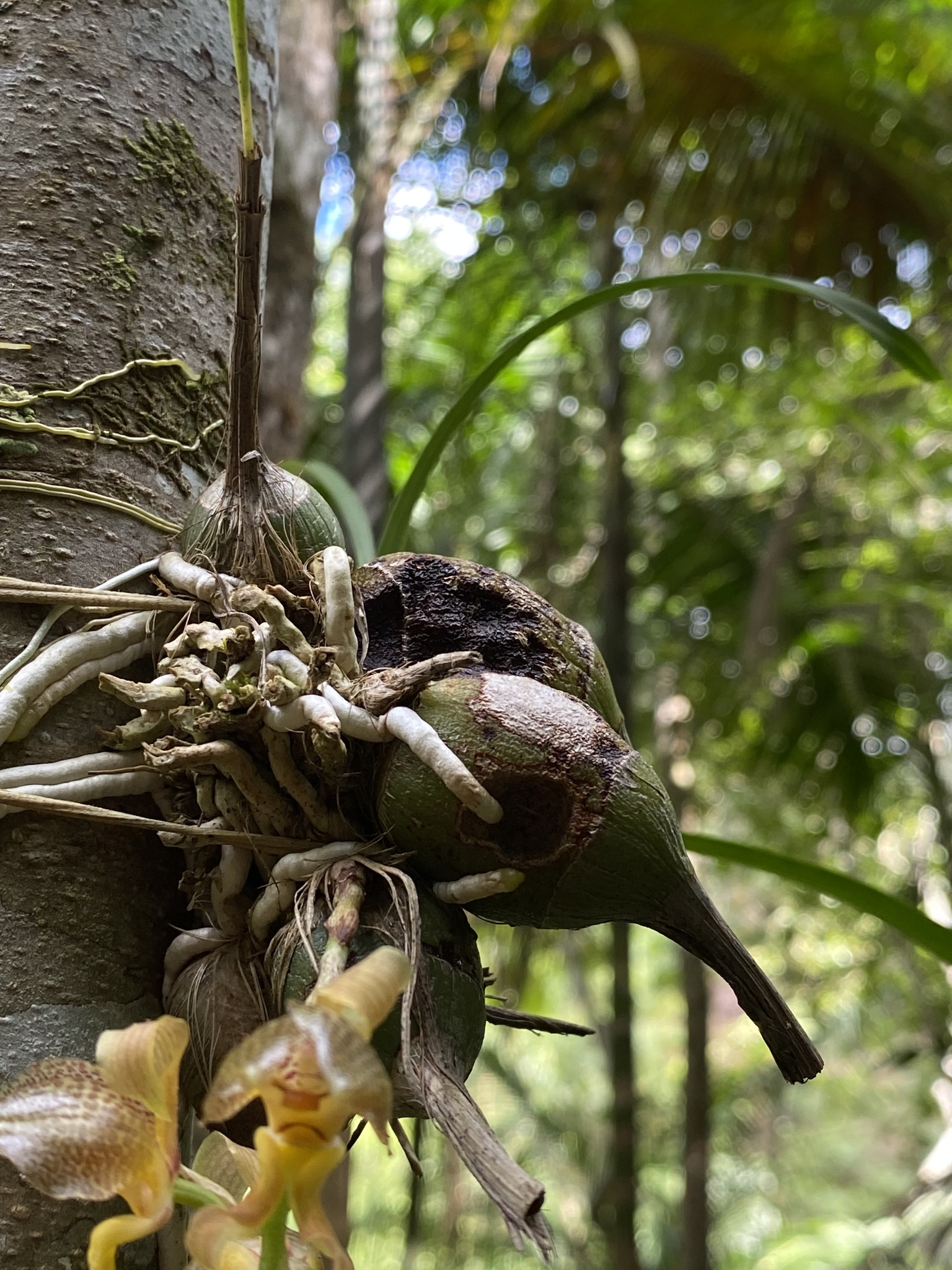 Imagem de Parasita-cebola