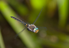 Helocordulia selysii