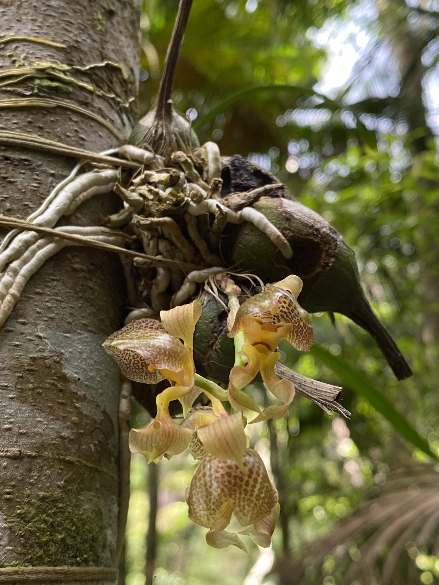 Imagem de Parasita-cebola