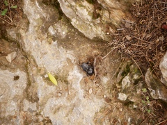 Scarabaeus laticollis