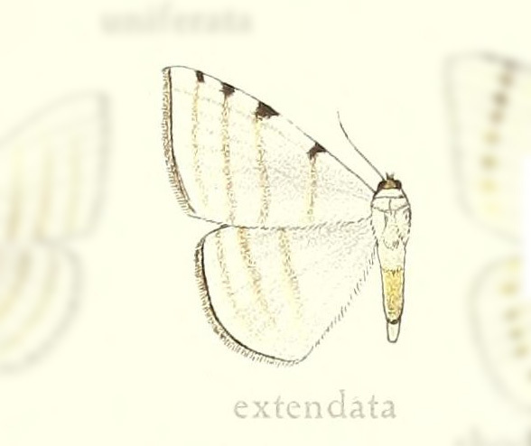 Racasta spatiaria