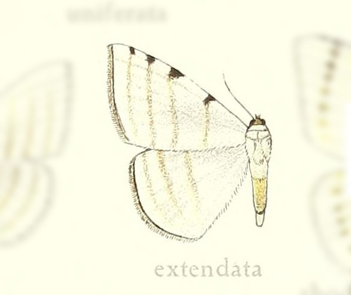 Racasta spatiaria