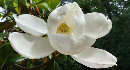 Magnolia grandiflora