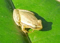 Tlalocohyla smithii