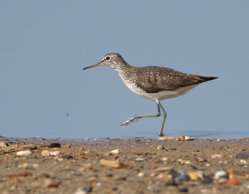 Andarríos grande (Tringa ochropus)