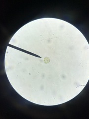 Hydrodictyaceae