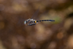 Helocordulia selysii