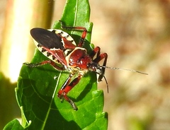Apiomerus flaviventris