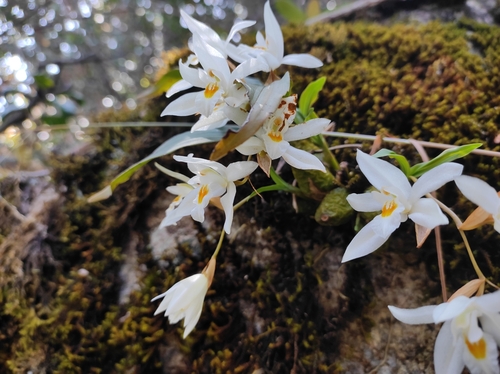 Coelogyne nervosa, photograph 2