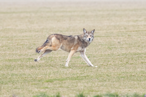 Coyote photographed in New Jersey