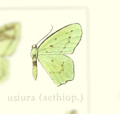 Lophorrhachia usiura