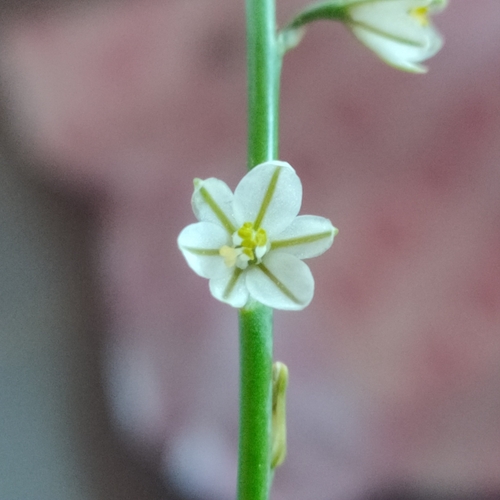 Annual Asphodel