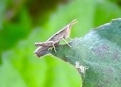 Dichromorpha prominula