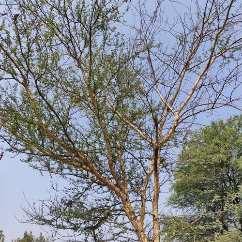 Gum Acacia