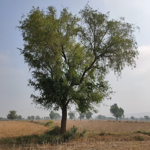 Indian mesquite