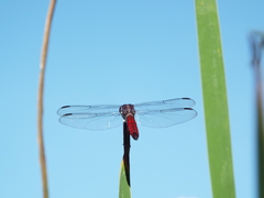 Libellula herculea
