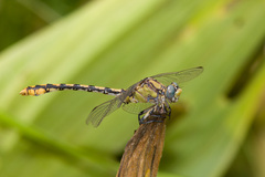 Ophiogomphus occidentis