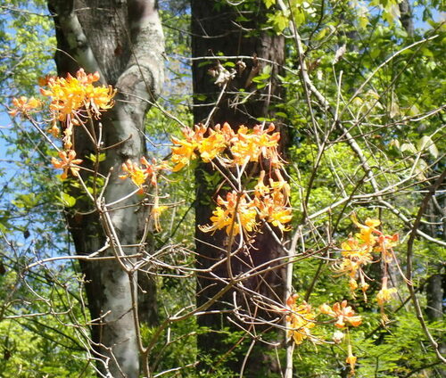 Image of Rhododendron austrinum by (c) mfeaver, some rights reserved (CC BY)