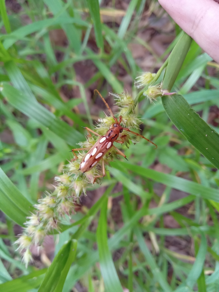 Eburodacrys sexmaculata