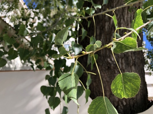 Image of Populus mexicana by no rights reserved