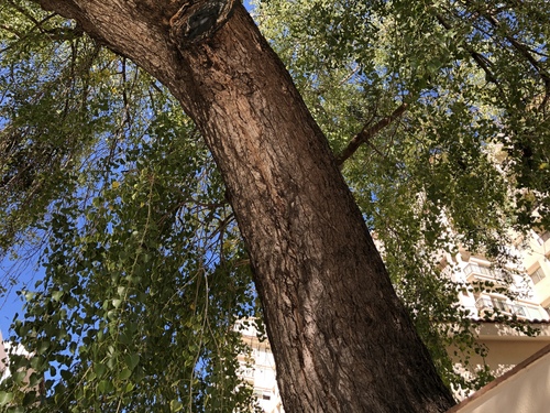 Image of Populus mexicana by no rights reserved