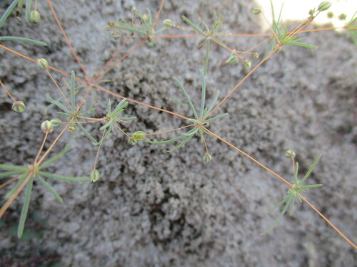 Image of Threadstem Carpetweed (Hypertelis cerviana) by no rights reserved