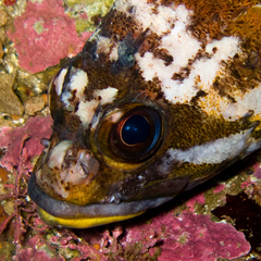 Gopher Rockfish photo 3