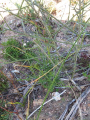 Thesium patulum