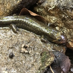 Desmognathus amphileucus