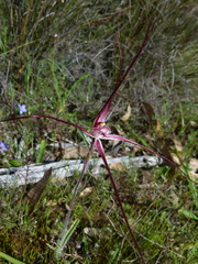 Caladenia erythronema