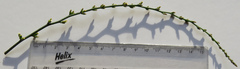 Thesium patulum
