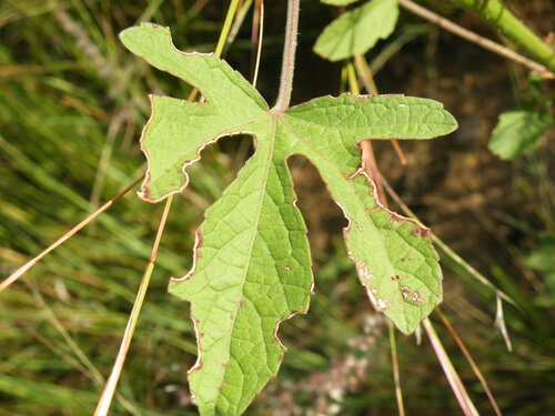 Image of Hibiscus nigricaulis by (c) Antoinette Eyssell Knox, some rights reserved (CC BY-SA)